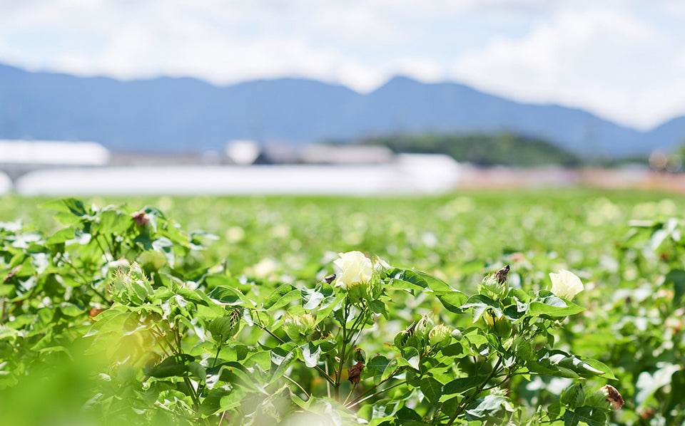 TABIO'S COTTON