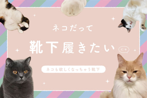 なめ猫 なめんなよ コラボソックスを予約販売 靴下屋公式通販 Tabio オンラインストア