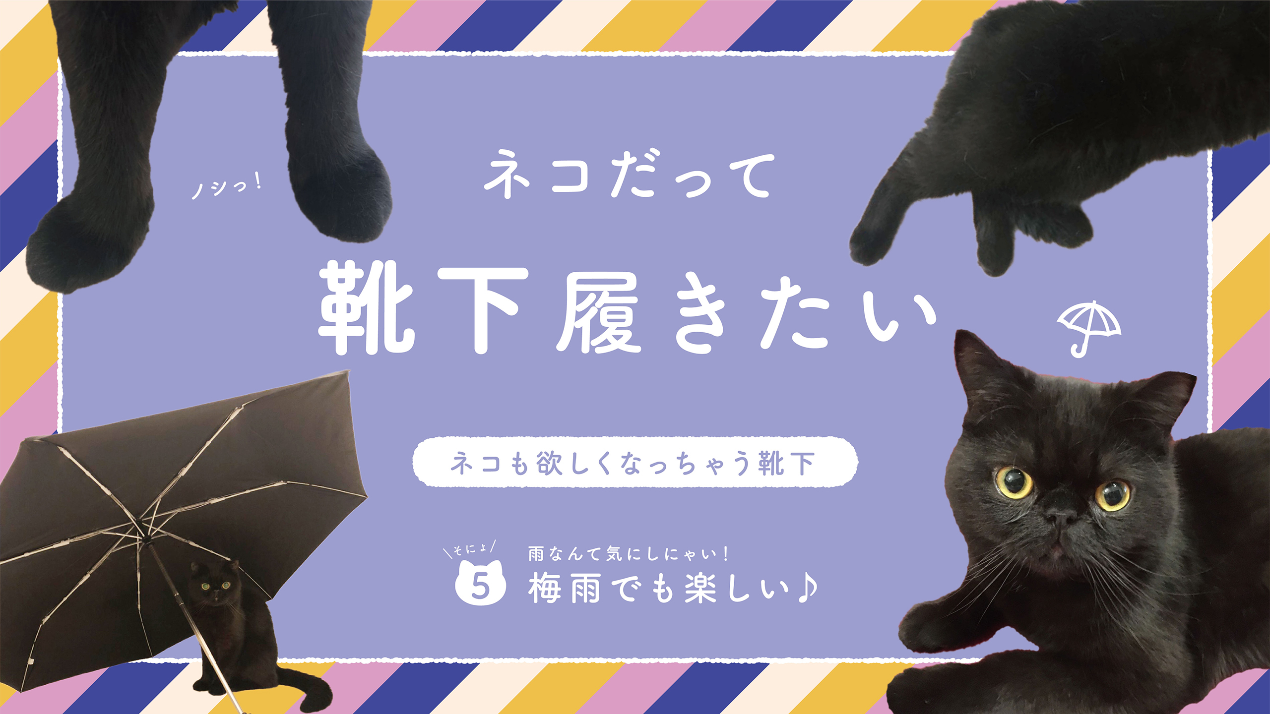 ネコだって靴下履きたい Vol 5 靴下屋公式通販 Tabio オンラインストア