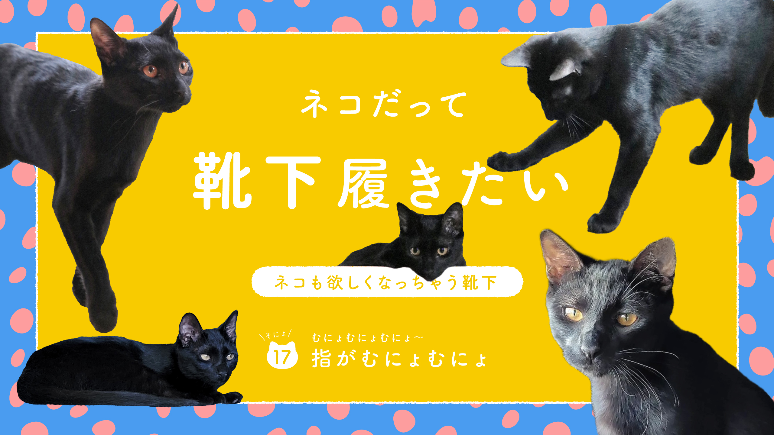 ネコだって靴下履きたい vol.17 | 靴下屋公式通販 Tabio オンラインストア