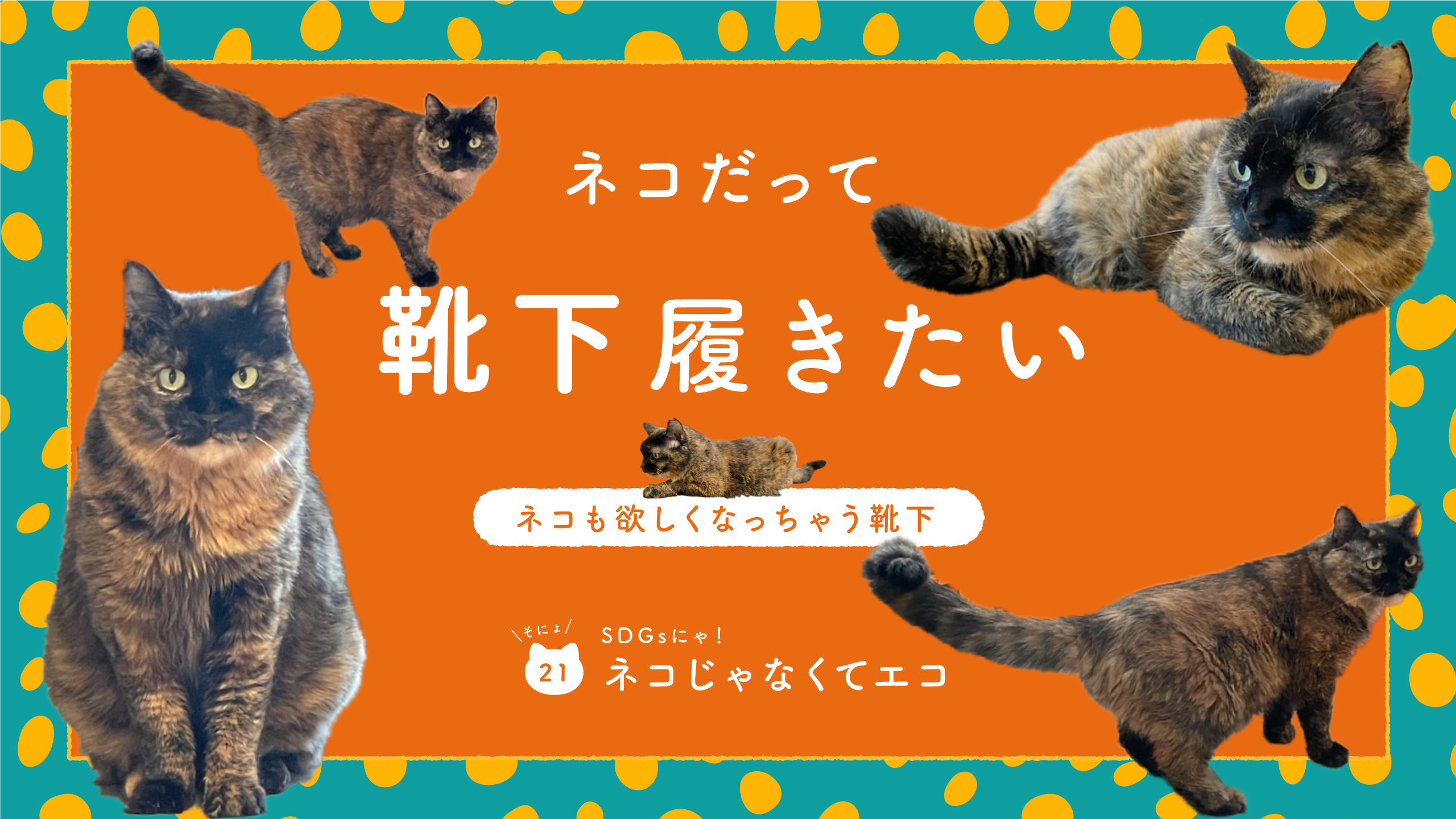 ネコだって靴下履きたい vol.21 | 靴下屋公式通販 Tabio オンラインストア