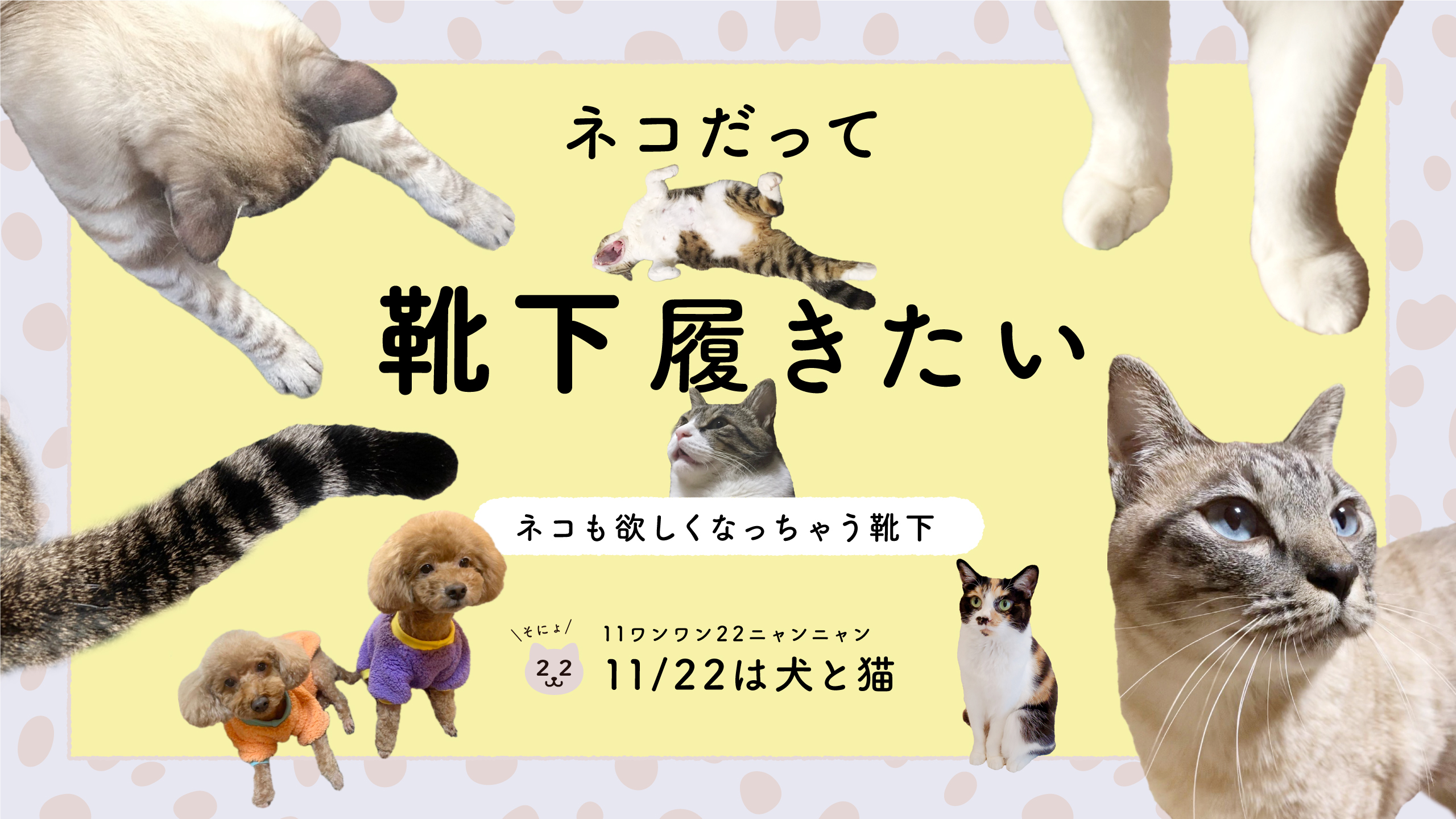 たしの猫 01_8431affc-7edb-435a-858a-