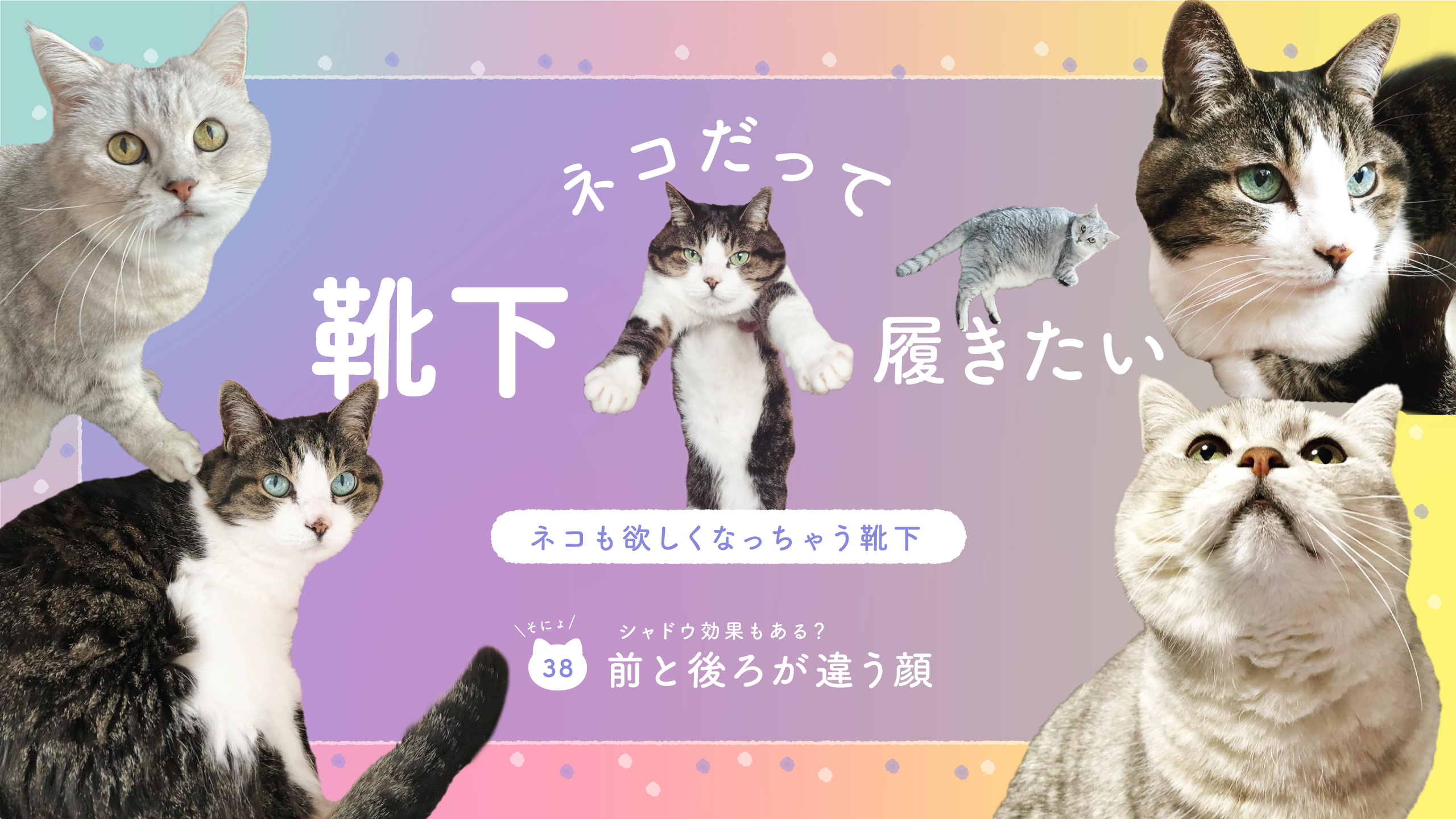 靴下ねこページ 1ae24f51b71169f6c80bba5559437e
