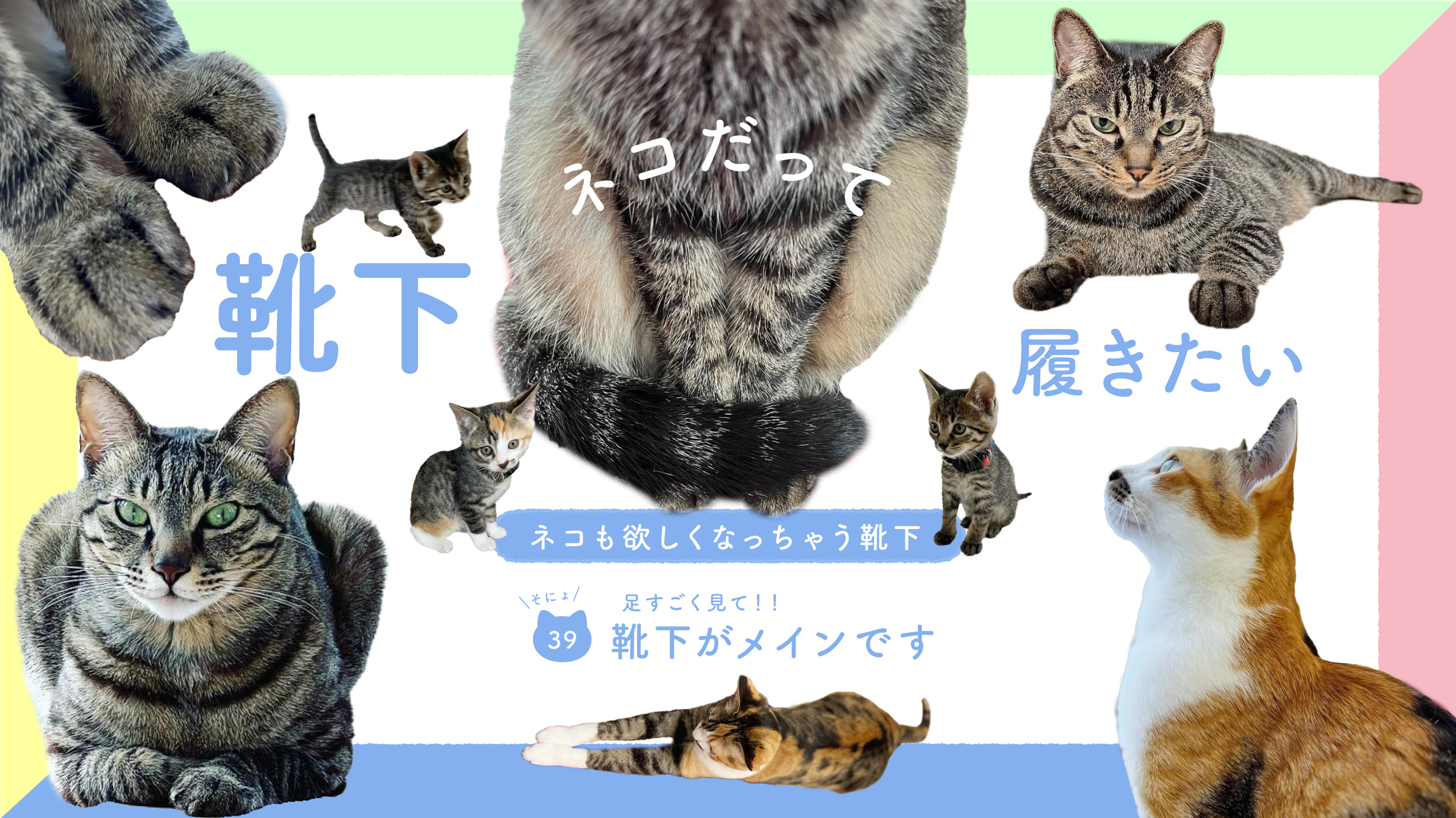 ネコだって靴下履きたい vol.39 | 靴下屋公式通販 Tabio オンラインストア