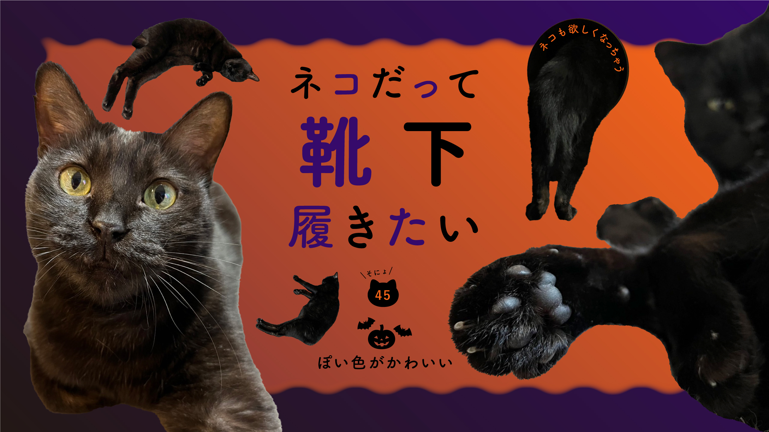 ネコだって靴下履きたい vol.45 | 靴下屋公式通販 Tabio オンラインストア