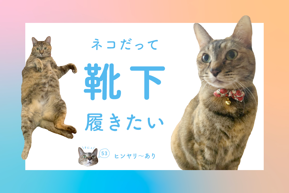 ネコだって靴下履きたい