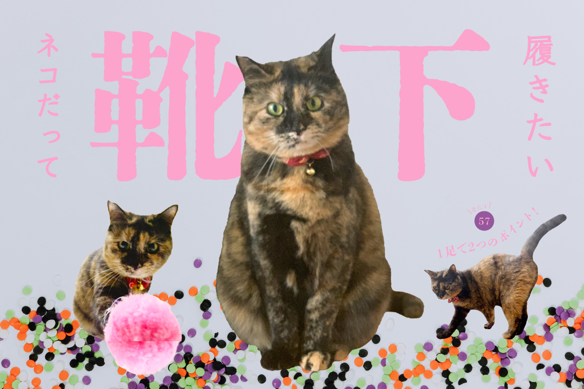 ネコだって靴下履きたい