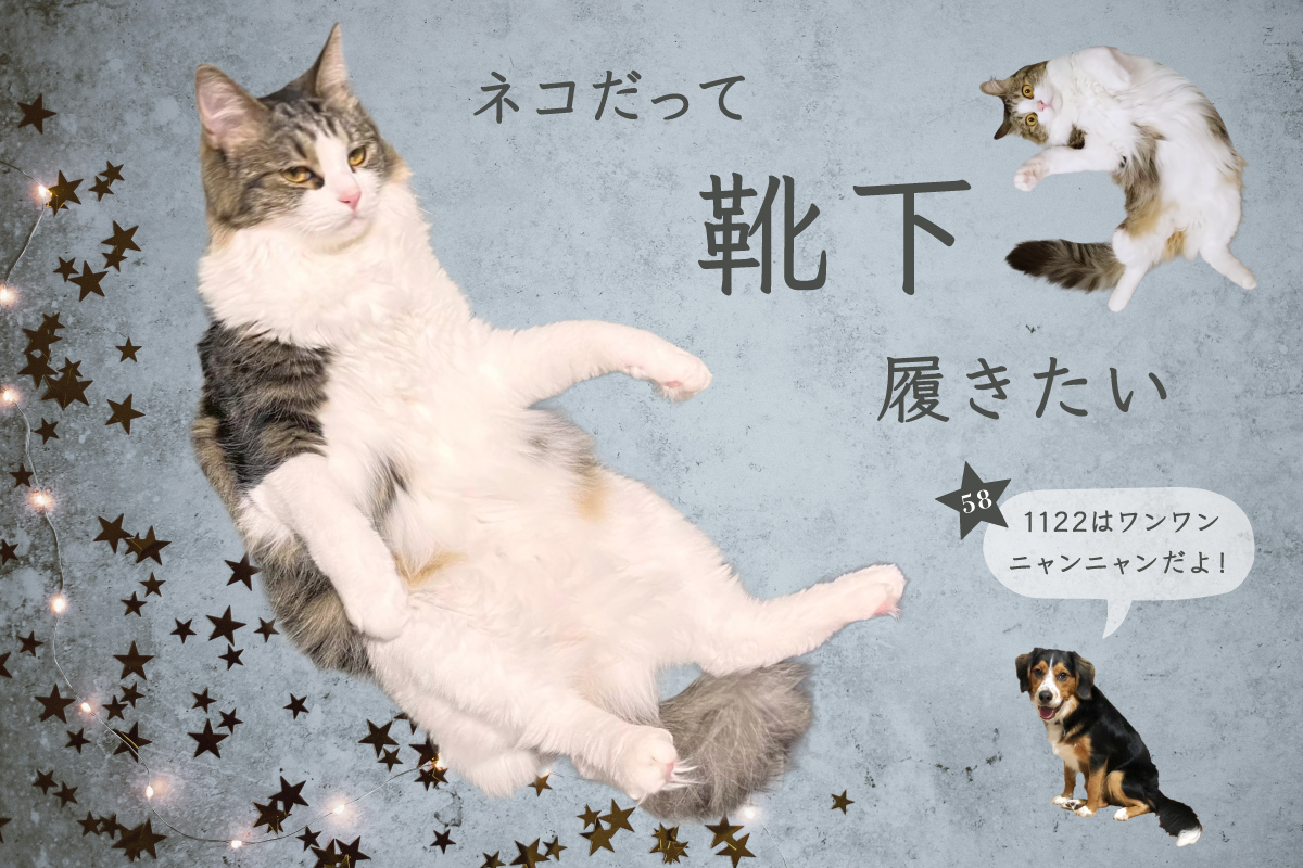 ネコだって靴下履きたい