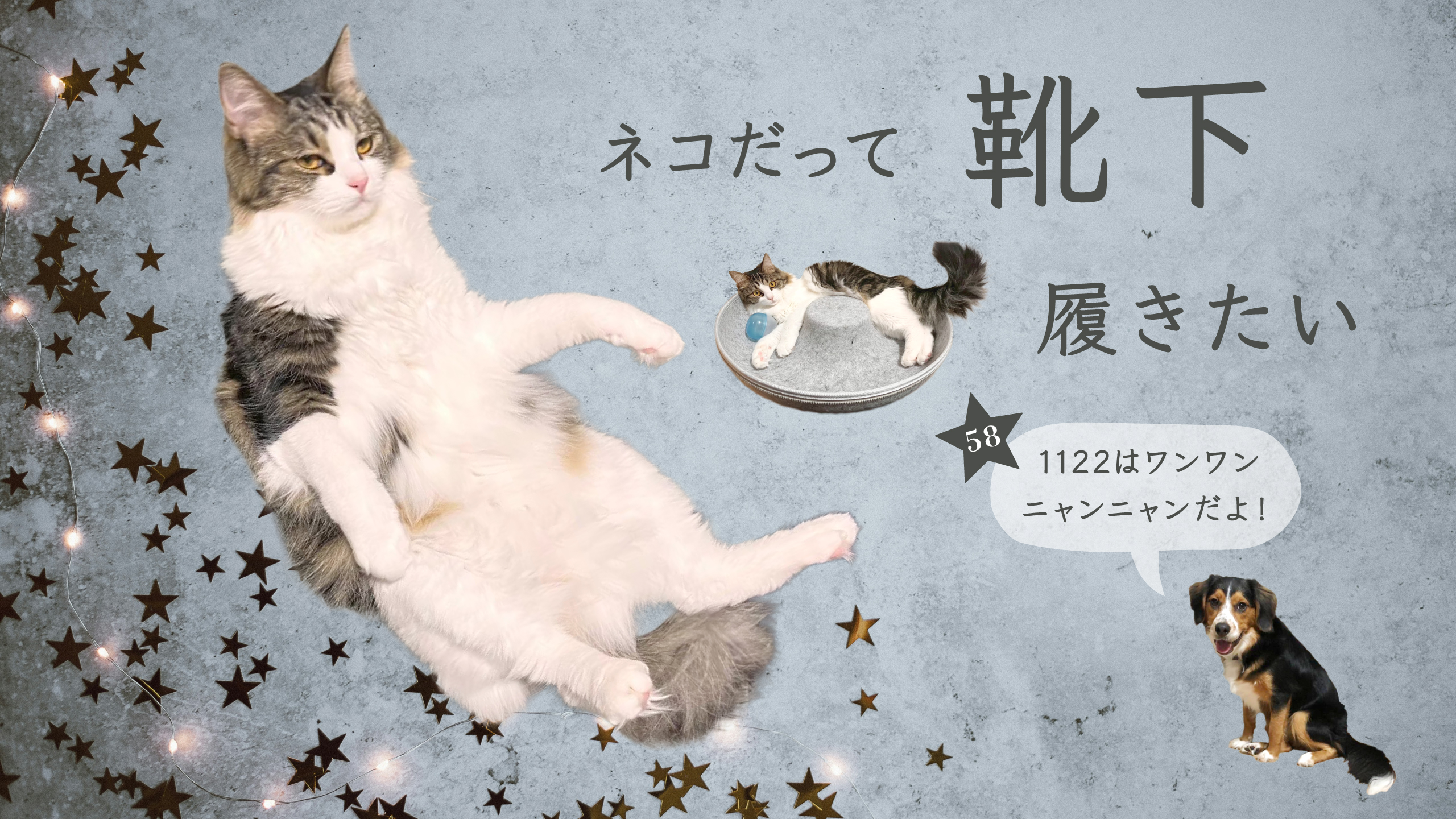 ネコだって靴下履きたい vol.58 | 靴下屋公式通販 Tabio オンラインストア