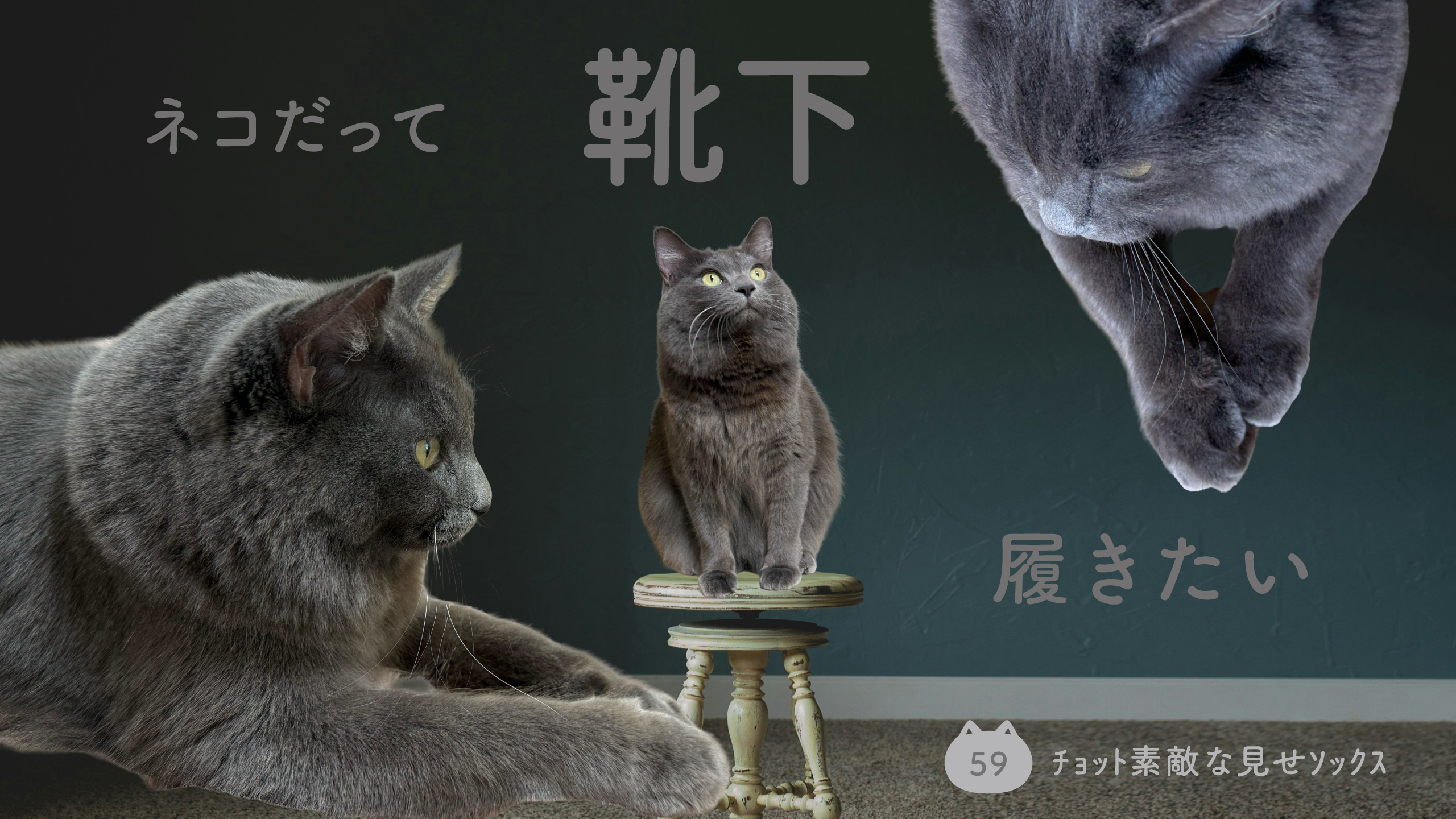 ネコだって靴下履きたい vol.59 | 靴下屋公式通販 Tabio オンラインストア