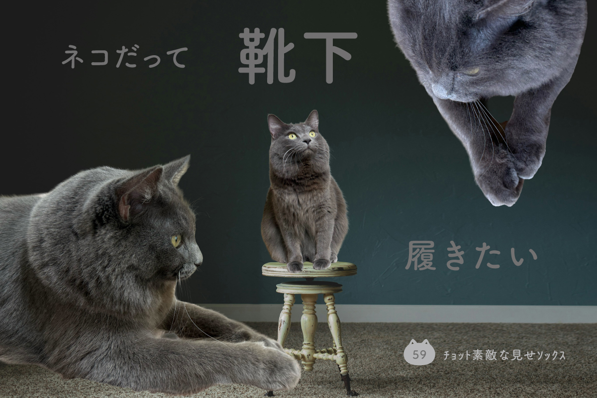 ネコだって靴下履きたい