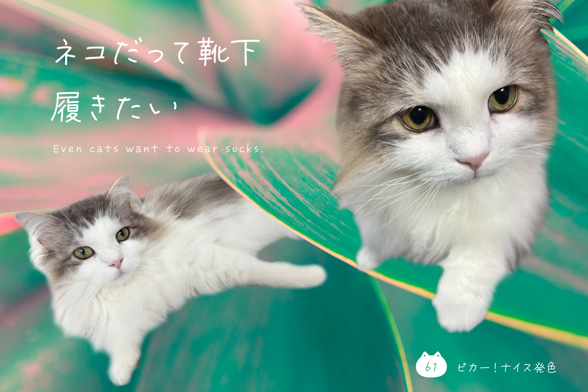 ネコだって靴下履きたい