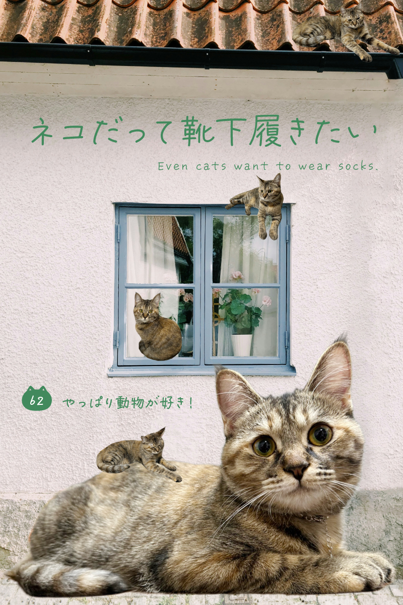 ネコだって靴下履きたい