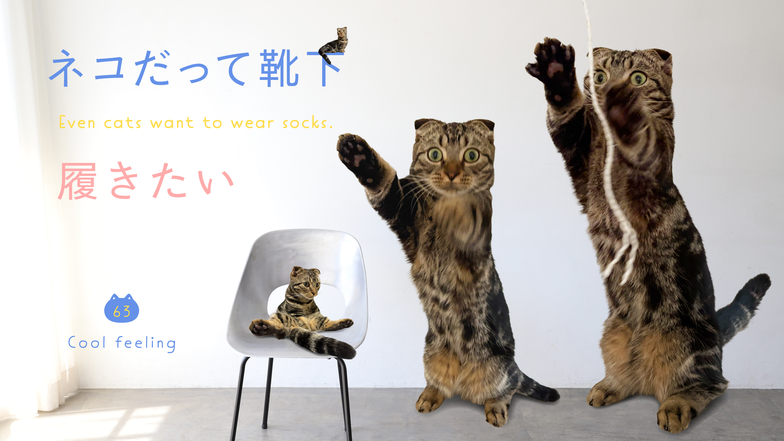 ネコだって靴下履きたい vol.63 | 靴下屋公式通販 Tabio オンラインストア