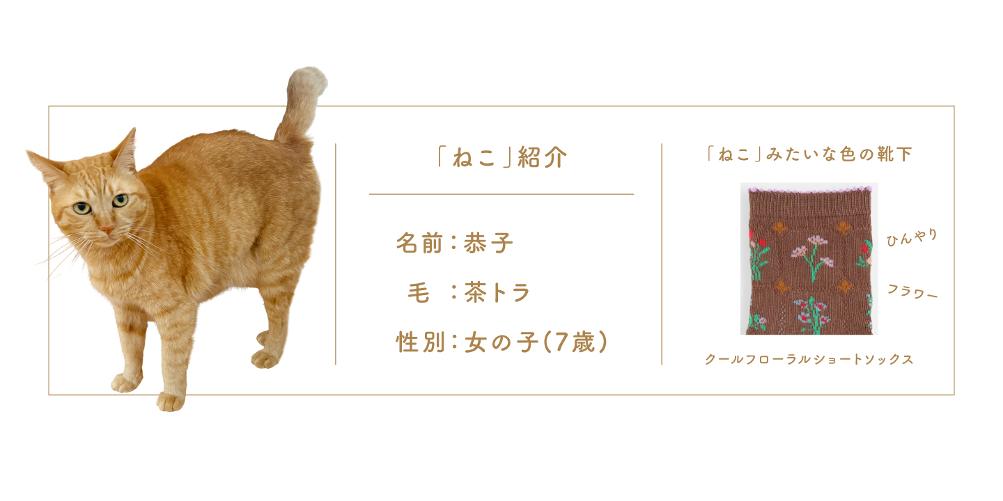 ネコだって靴下履きたい vol.64 | 靴下屋公式通販 Tabio オンラインストア