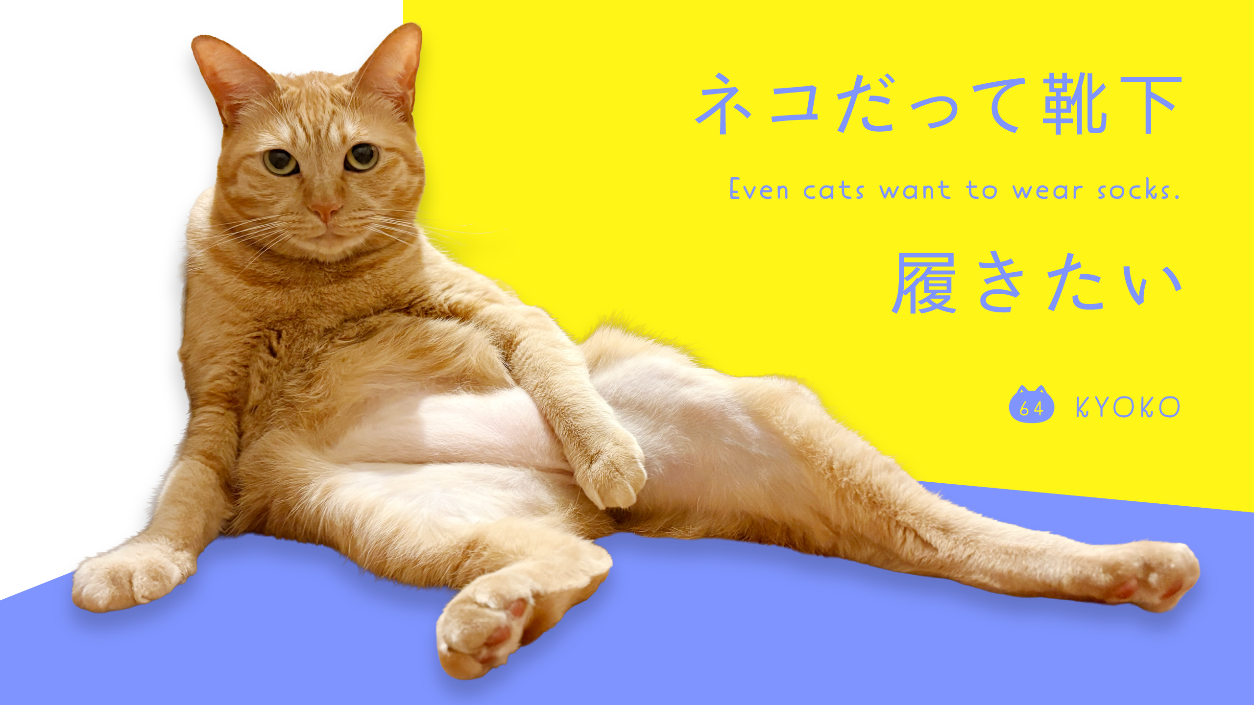 靴下ねこページ ネコだって靴下履きたい vol.64 | 靴下屋公式通販 Tabio オンラインストア